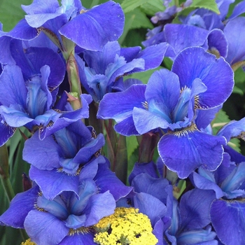 Iris sibirica 'Silver Edge' (042684)