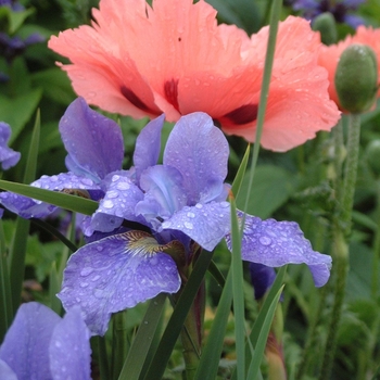 Iris sibirica 'Silver Edge' (042685)