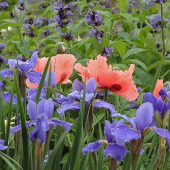 Iris sibirica 'Silver Edge' (042686)