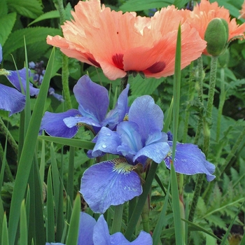 Iris sibirica 'Silver Edge' (042687)