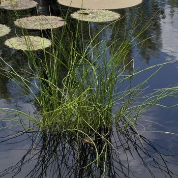 Juncus effusus 'Spiralis' (042719)