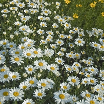 Leucanthemum x superbum 'Snowcap' (042732)