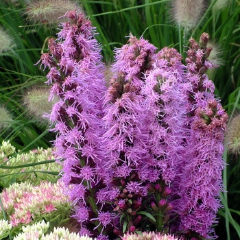 Liatris spicata 'Kobold' (042734)