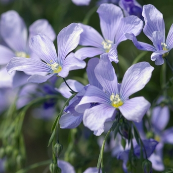 Linum perenne 'Nanum Sapphire' (042738)