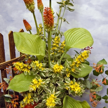 Lysimachia punctata 'Golden Alexander' (042741)