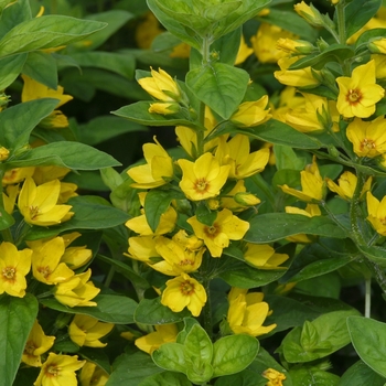 Lysimachia punctata 'Golden Alexander' (042742)