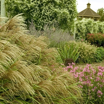 Miscanthus sinensis v. purpurascens '' (042749)