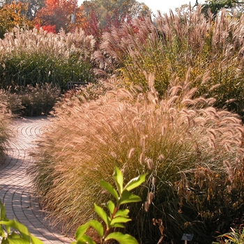 Miscanthus sinensis v. purpurascens '' (042750)