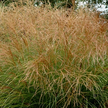 Miscanthus sinensis 'Gracillimus' (042755)