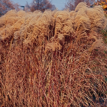 Miscanthus sinensis 'Gracillimus' (042756)