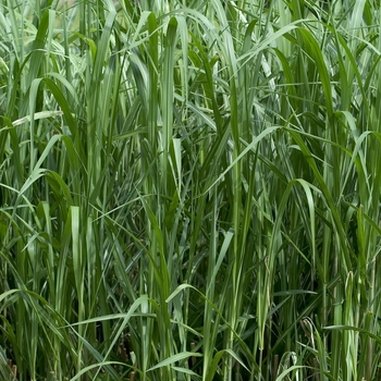 Miscanthus sinensis 'Cosmopolitan' (042757)