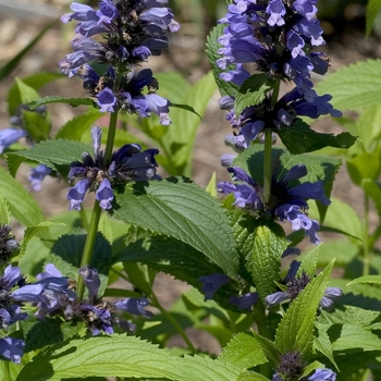 Nepeta subsessilis '' (042761)