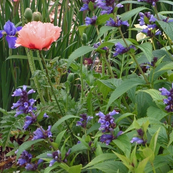 Nepeta subsessilis '' (042763)