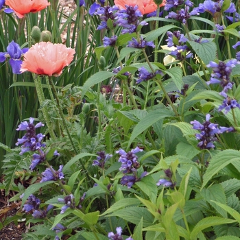 Nepeta subsessilis '' (042764)