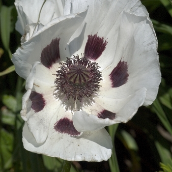 Papaver orientale 'Royal Wedding' (042799)