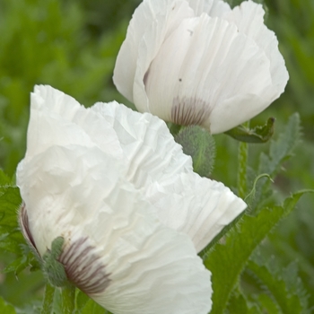 Papaver orientale 'Royal Wedding' (042800)