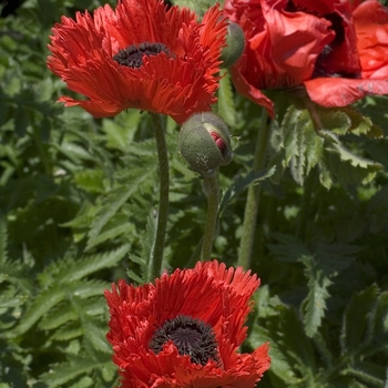 Papaver orientale 'Turkenlouis' (042803)