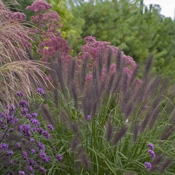 Pennisetum alopecuroides '' (042806)