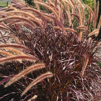 Pennisetum setaceum Graceful Grasses® 'Rubrum' (042807)