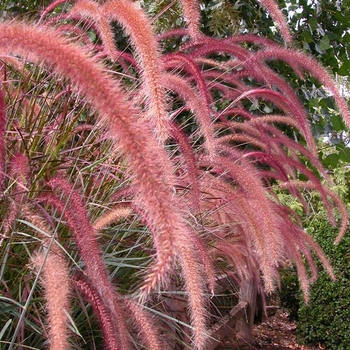 Pennisetum setaceum Graceful Grasses® 'Rubrum' (042808)