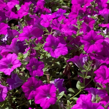 Petunia Wave® 'Lavender' (042817)