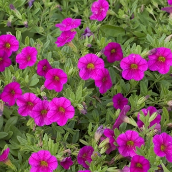 Petunia Symphony™ '' (042821)