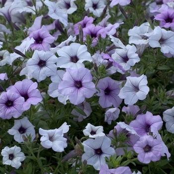 Petunia Tidal Wave® 'Silver' (042822)