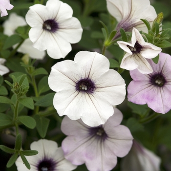 Petunia Tidal Wave® 'Silver' (042823)