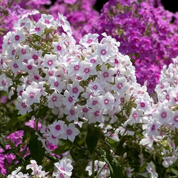 Phlox paniculata 'Delta Snow' (042912)