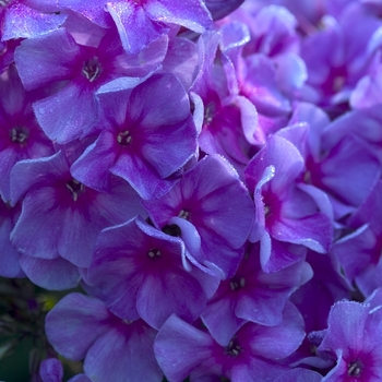 Phlox paniculata 'Ending Blue' (042913)