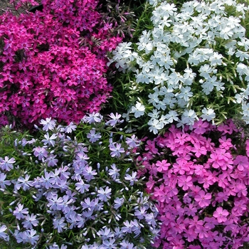 Phlox subulata 'Emerald Pink' (042919)