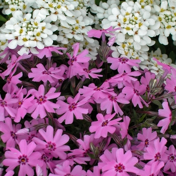 Phlox subulata 'Emerald Pink' (042920)