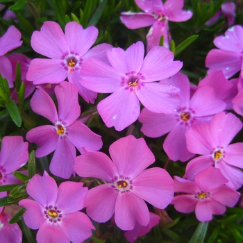 Phlox subulata 'Emerald Pink' (042921)