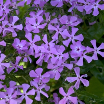 Phlox pilosa '' (042923)