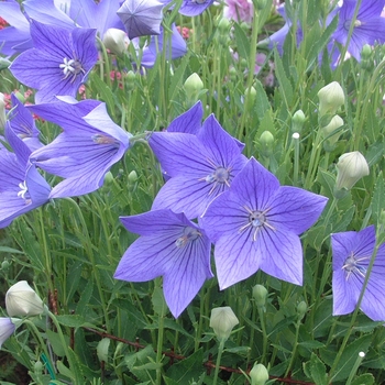 Platycodon grandiflorus 'Fuji Blue' (042926)