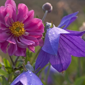 Platycodon grandiflorus 'Fuji Blue' (042927)