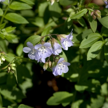 Polemonium reptans '' (042931)