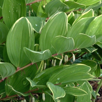 Polygonatum odoratum var. pluriflorum 'Variegatum' (042934)