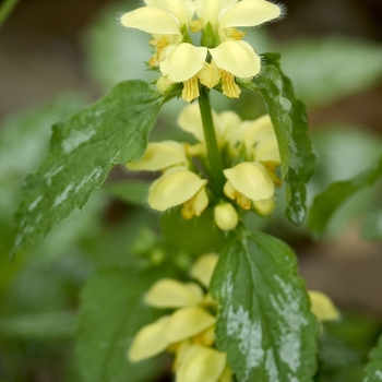 Polygonatum biflorum '' (042936)