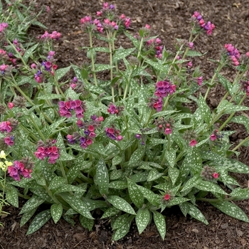 Pulmonaria longifolia 'Raspberry Splash' (042937)