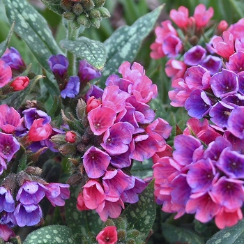 Pulmonaria longifolia 'Raspberry Splash' (042938)