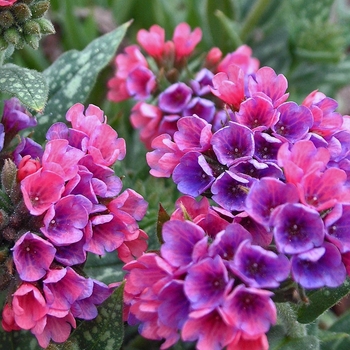 Pulmonaria longifolia 'Raspberry Splash' (042939)