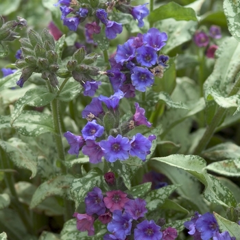 Pulmonaria longifolia 'Diana Clair' (042947)