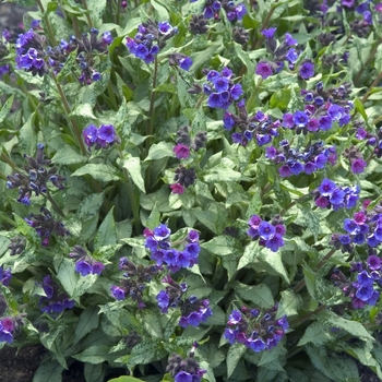 Pulmonaria longifolia 'Diana Clair' (042948)