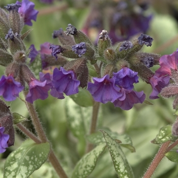 Pulmonaria longifolia 'Diana Clair' (042949)