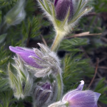 Pulsatilla vulgaris '' (042952)