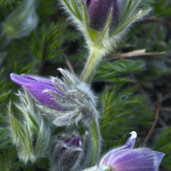 Pulsatilla vulgaris '' (042953)