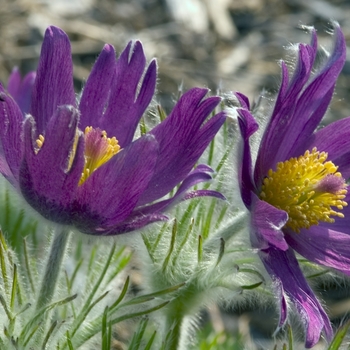 Pulsatilla vulgaris 'Papageno' (042955)