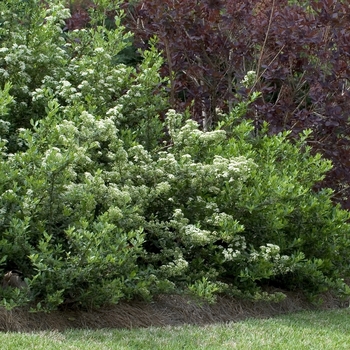 Pyracantha x 'Mohave' (042957)