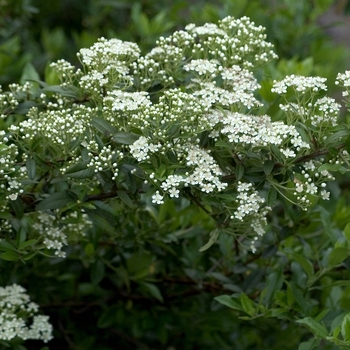 Pyracantha x 'Mohave' (042958)